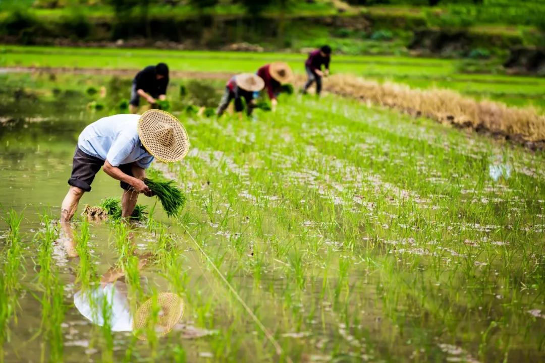 【农业政策解读】2021年农业农村部重点扶持这28个项目！