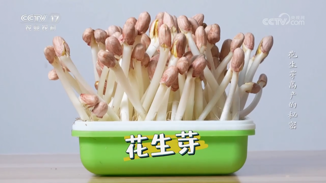 【绿色好心情】不闻不问不管，这不就是我的梦中情苗？