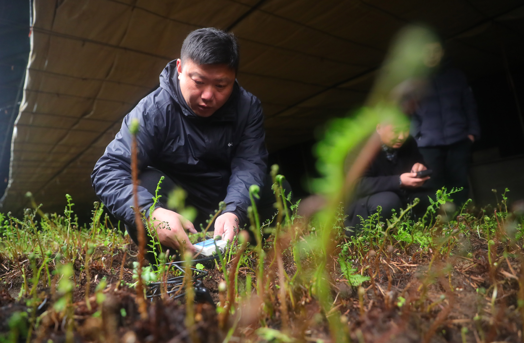 【绿色好心情】野菜正当时！啥是吃野菜的正确方法？