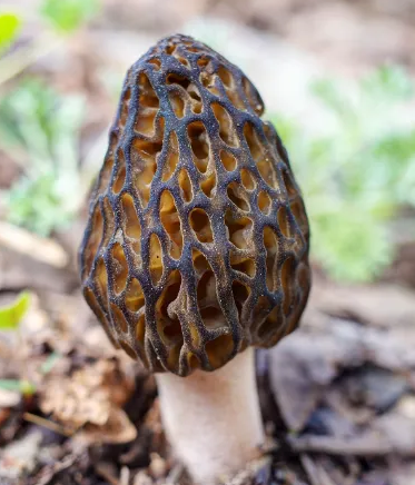 【每周优品】羊肚菌珍稀食用菌中的“软黄金”
